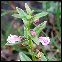 Lesser Skullcap, Scutellaria minor, Cochall beag