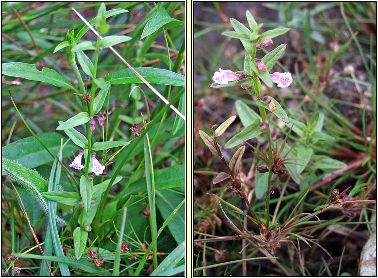 Lesser Skullcap, Scutellaria minor, Cochall beag