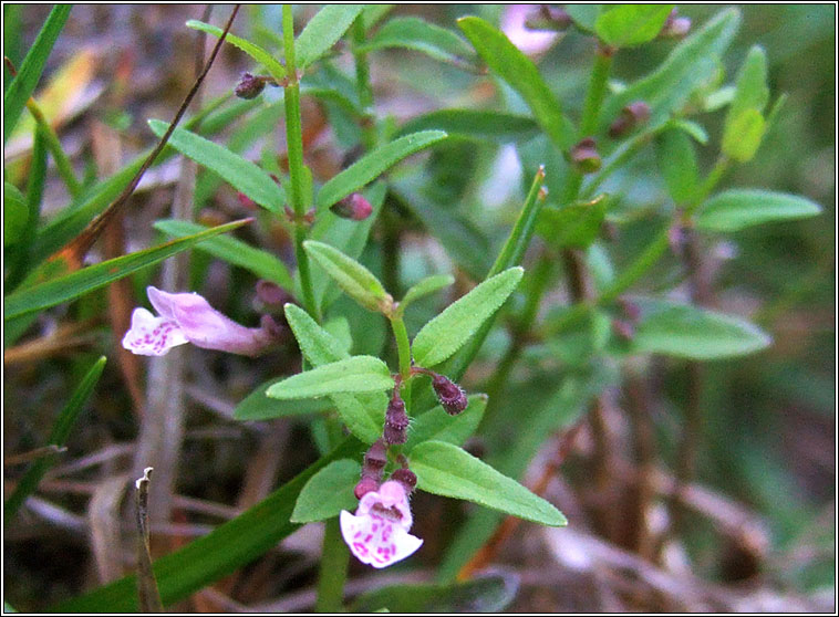 Lesser Skullcap, Scutellaria minor, Cochall beag