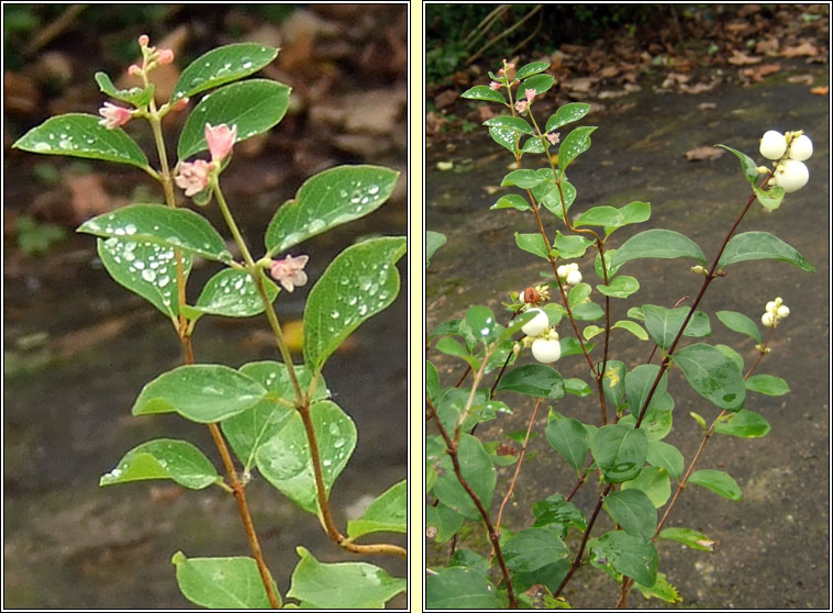 Snowberry, Symphoricarpos albus, Pirn sneachta