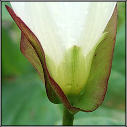 Hedge Bindweed, Calystegia sepium, Ialus fil