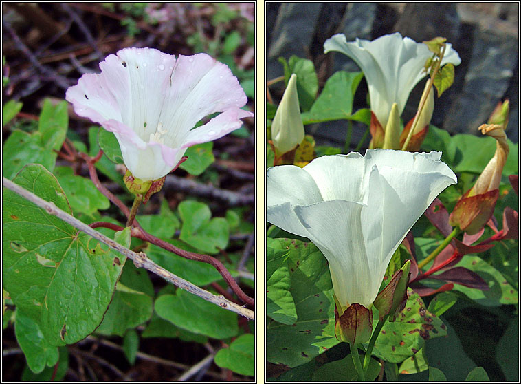 Hedge Bindweed, Calystegia sepium, Ialus fil