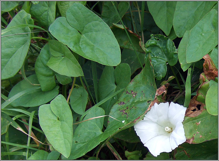 Hedge Bindweed, Calystegia sepium, Ialus fil