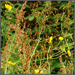 Common Sorrel, Rumex acetosa, Samhadh b