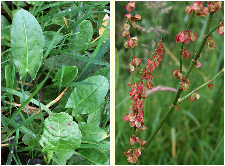 Common Sorrel, Rumex acetosa, Samhadh b