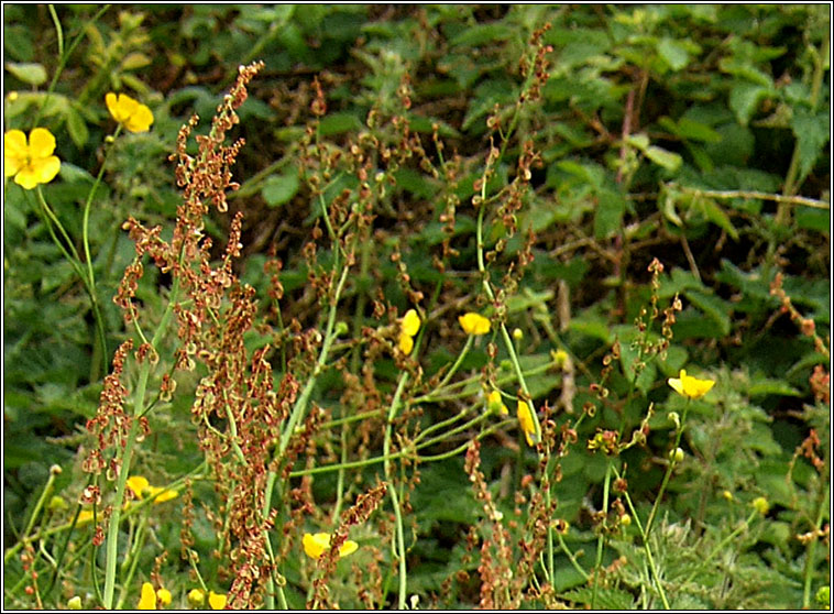 Common Sorrel, Rumex acetosa, Samhadh b