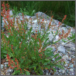 Sheep's Sorrel, Rumex acetosella, Samhadh caorach