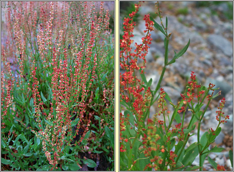 Sheep's Sorrel, Rumex acetosella, Samhadh caorach