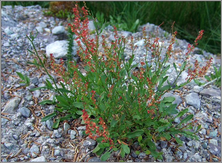 Sheep's Sorrel, Rumex acetosella, Samhadh caorach