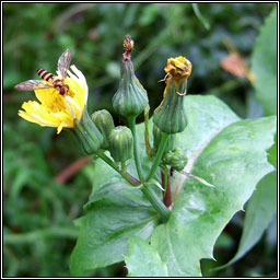 Smooth Sow-thistle, Sonchus oleraceus, Bleachtn mn