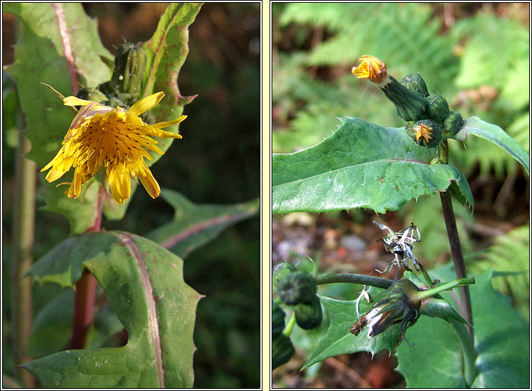 Smooth Sow-thistle, Sonchus oleraceus, Bleachtn mn