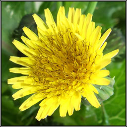 Prickly Sow-thistle, Sonchus asper, Bleachtn colgach