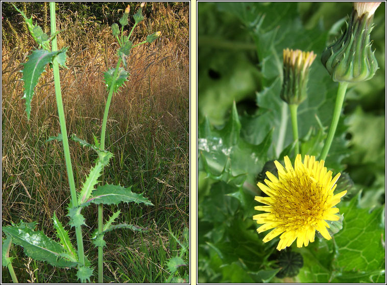 Prickly Sow-thistle, Sonchus asper, Bleachtn colgach