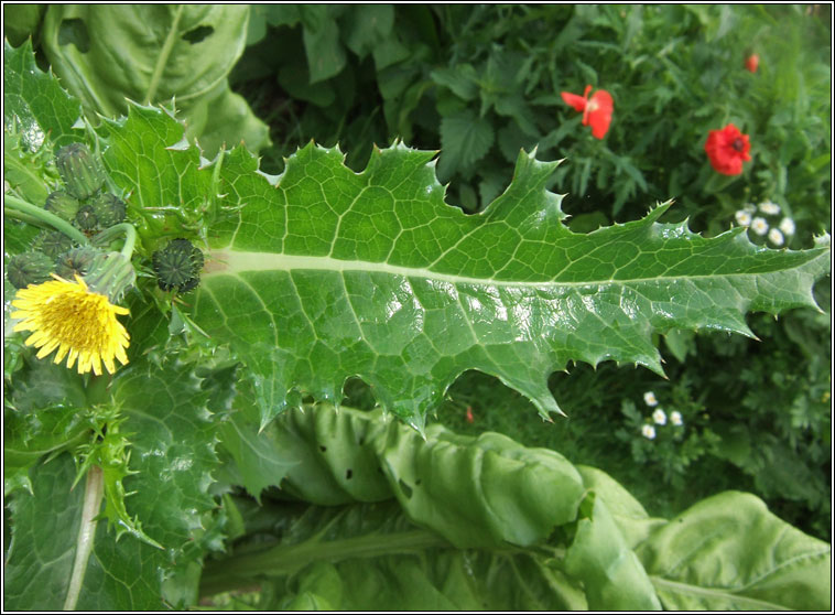 Prickly Sow-thistle, Sonchus asper, Bleachtn colgach