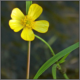 Lesser Spearwort, Ranunculus flammula, Lasair lana