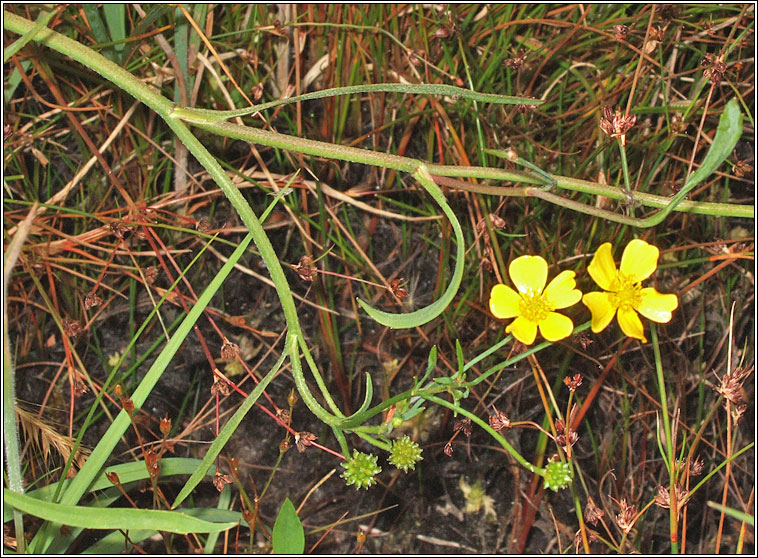 Lesser Spearwort, Ranunculus flammula, Lasair lana