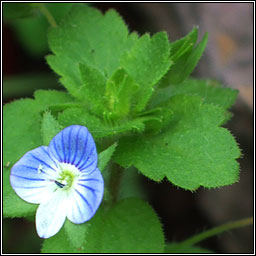 Common Field-speedwell, Veronica persica, Lus cr garrai