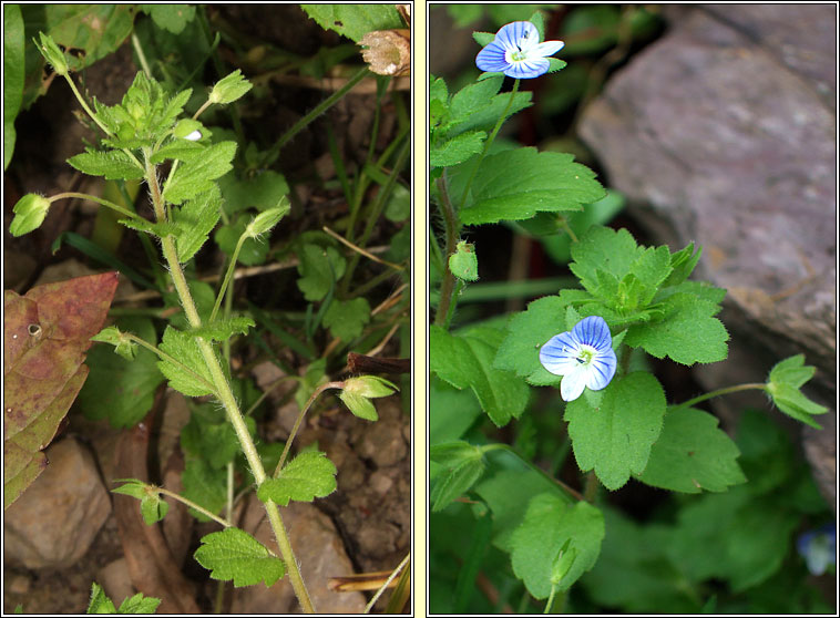 Common Field-speedwell, Veronica persica, Lus cr garrai