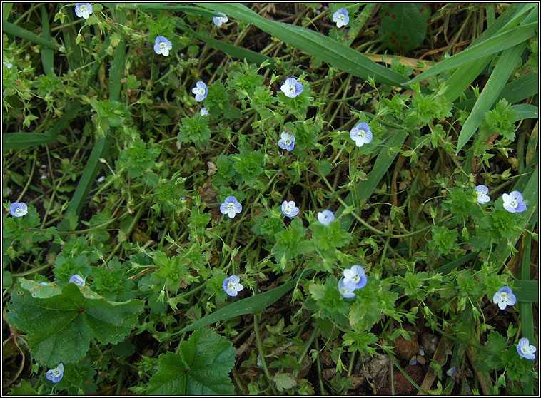 Common Field-speedwell, Veronica persica, Lus cr garrai