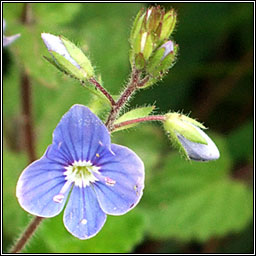 Germander Speedwell, Veronica chamaedrys, Anuallach