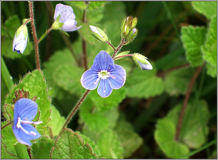 Germander Speedwell, Veronica chamaedrys, Anuallach