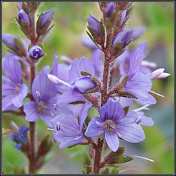 Heath Speedwell, Veronica officinalis, Lus cr