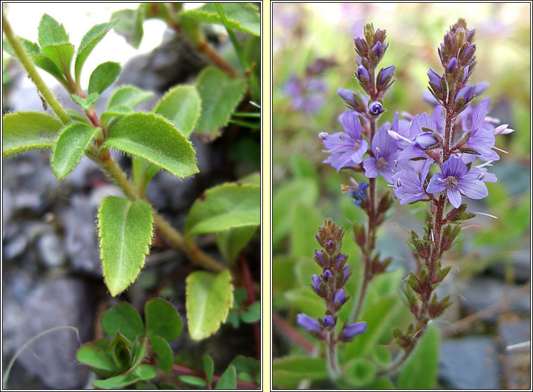 Heath Speedwell, Veronica officinalis, Lus cr