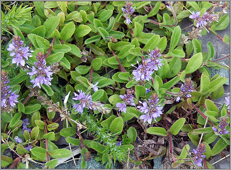 Heath Speedwell, Veronica officinalis, Lus cr