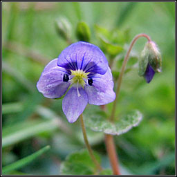 Slender Speedwell, Veronica filiformis, Lus cr rilen