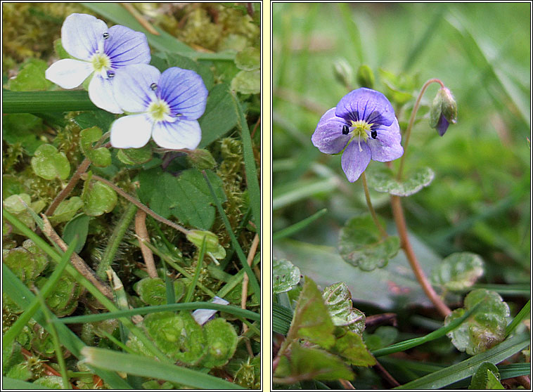 Slender Speedwell, Veronica filiformis, Lus cr rilen