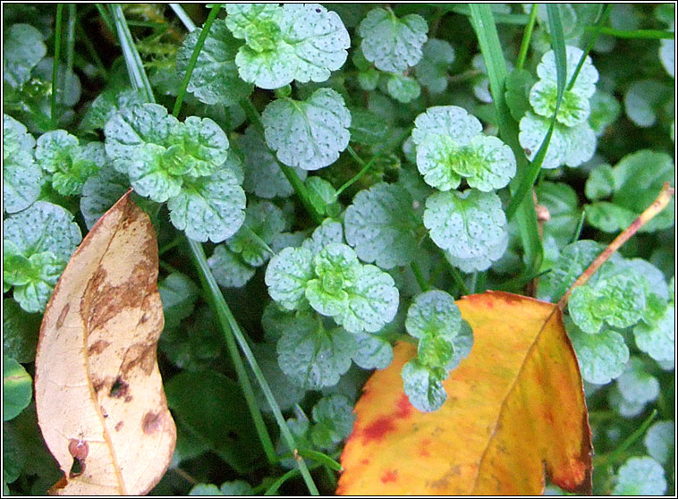 Slender Speedwell, Veronica filiformis, Lus cr rilen