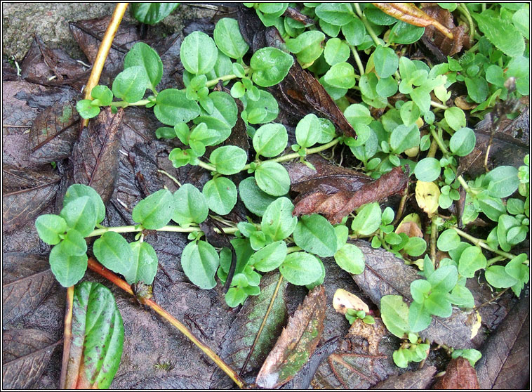 Thyme-leaved Speedwell, Veronica serpyllifolia, Lus an treacha