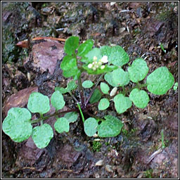 Hairy Bittercress, Cardamine hirsuta, Ialus Searbh-bhiolar giobach