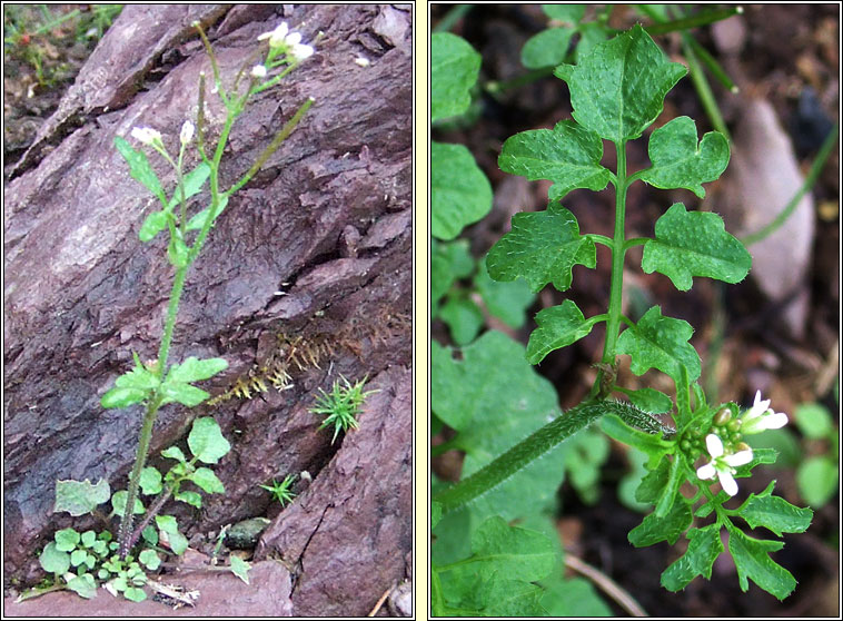 Hairy Bittercress, Cardamine hirsuta, Ialus Searbh-bhiolar giobach