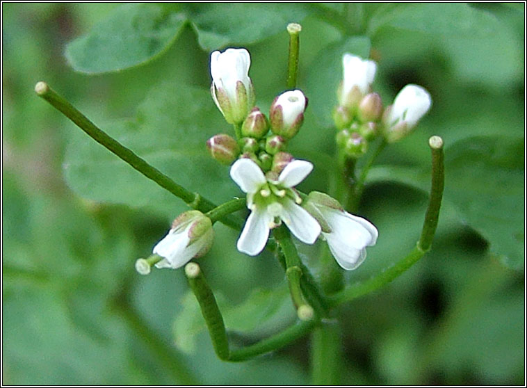 Hairy Bittercress, Cardamine hirsuta, Ialus Searbh-bhiolar giobach