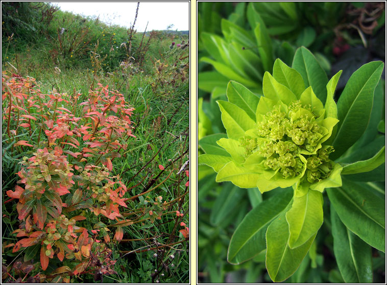 Irish Spurge, Euphorbia hyberna, Bainne caoin