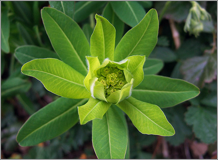 Irish Spurge, Euphorbia hyberna, Bainne caoin