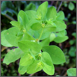 Petty Spurge, Euphorbia peplus, Gearr nimhe