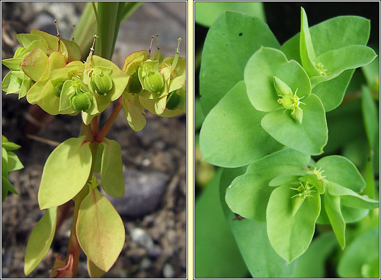 Petty Spurge, Euphorbia peplus, Gearr nimhe