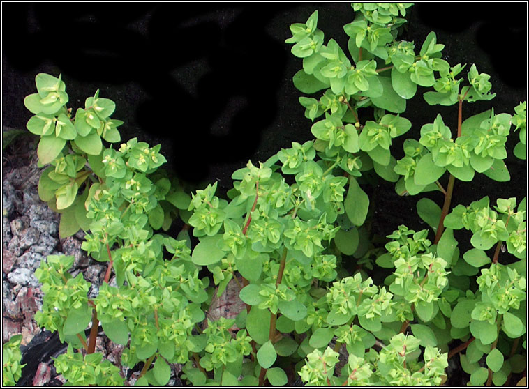 Petty Spurge, Euphorbia peplus, Gearr nimhe