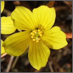 Marsh St John's-wort, Hypericum elodes, Luibh an chiorraithe