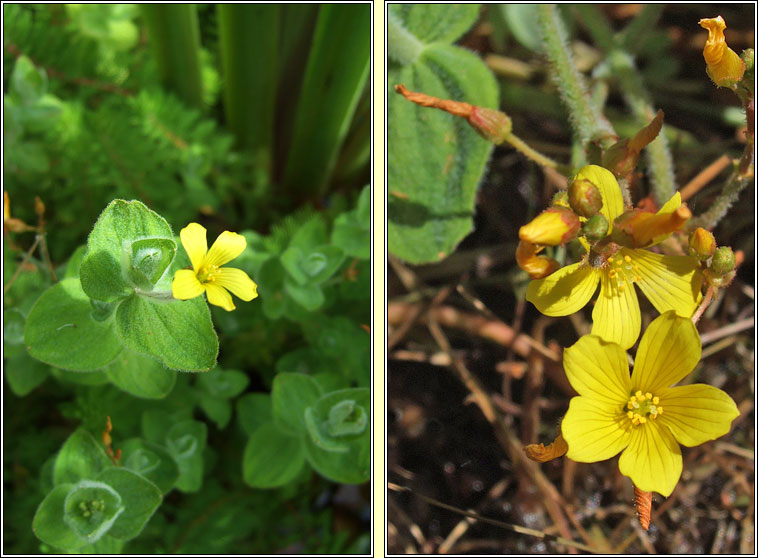 Marsh St John's-wort, Hypericum elodes, Luibh an chiorraithe