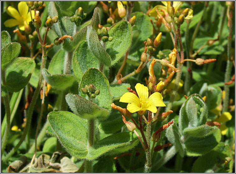 Marsh St John's-wort, Hypericum elodes, Luibh an chiorraithe