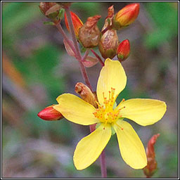 Slender St John's-wort, Hypericum pulchrum, Beathnua baineann