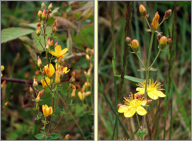 Slender St John's-wort, Hypericum pulchrum, Beathnua baineann