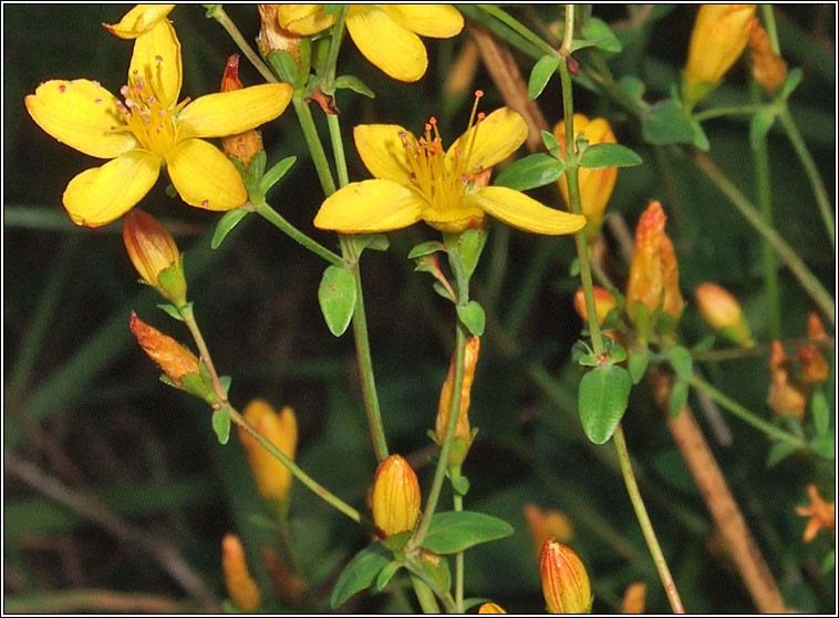 Slender St John's-wort, Hypericum pulchrum, Beathnua baineann