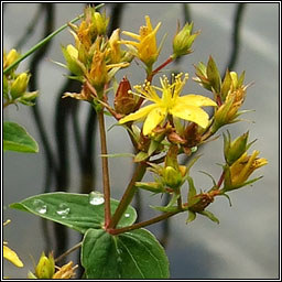 Square-stalked St John's-wort, Hypericum tetrapterum, Beathnua fireann