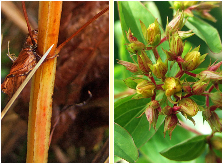 Square-stalked St John's-wort, Hypericum tetrapterum, Beathnua fireann