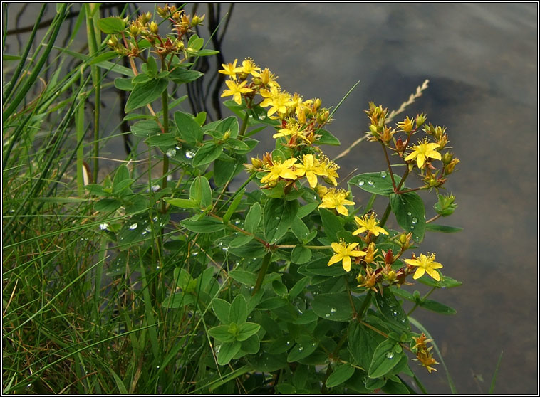 Square-stalked St John's-wort, Hypericum tetrapterum, Beathnua fireann