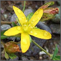 Trailing St John's-wort, Hypericum humifusum, Beathnua sraoilleach